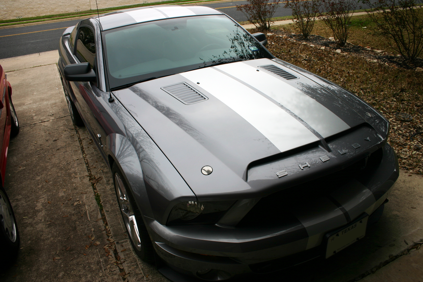 Shelby2.jpg